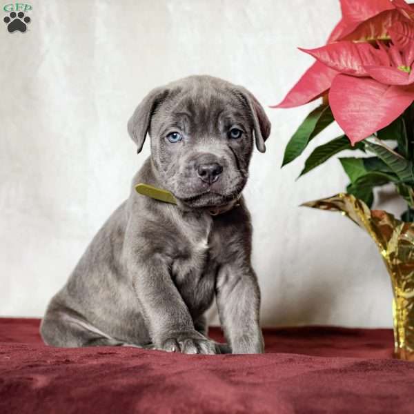 Eclipse, Cane Corso Puppy